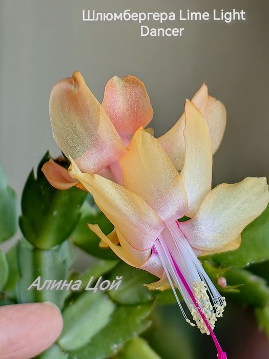 Сортовая шлюмбергера (декабрист) Lime Lihgt Dancer