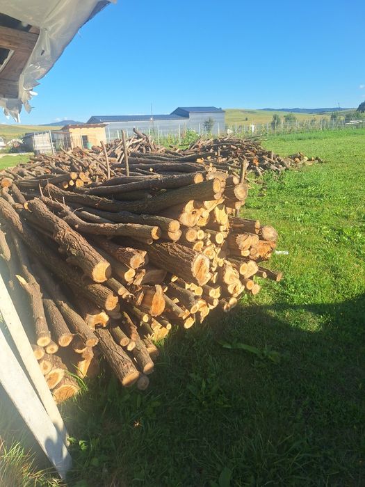 Pari de salcâm de vanzare