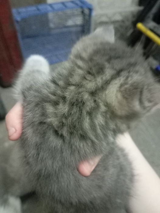 Отдам котят. 2 месяца.