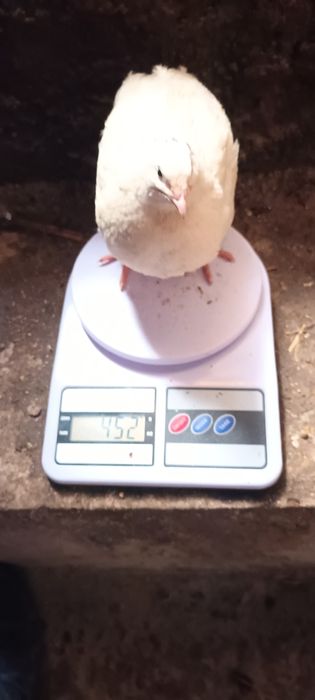 Bedona belli gigant zoti qoni toza 500 550 gramlik Maskuvadan op kegan