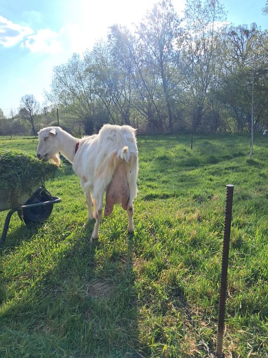 Vând capră albă de banat forte bună de lapte
