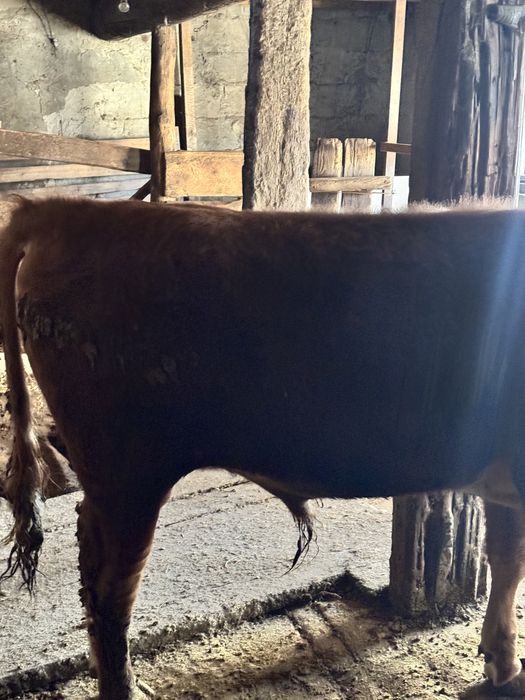 Продается бычок, бұқа сатылады.