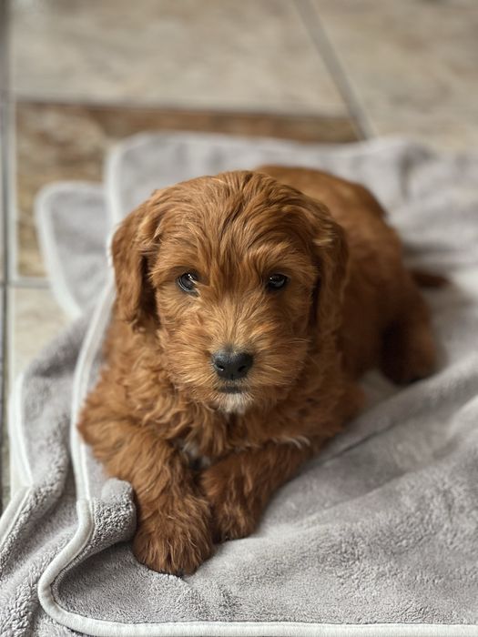 Goldendoodle femela F1b