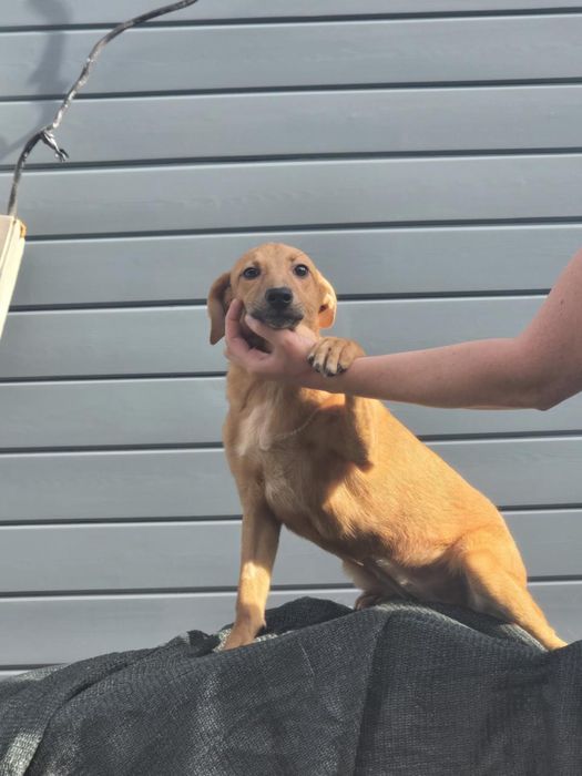 Щенок-девочка Нэна, 8 месяцев