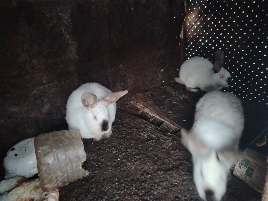 Продам Кроликов.