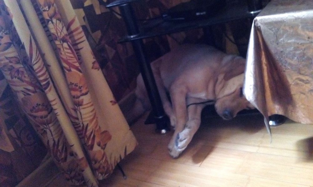 Для вязки кабель Ламбрадор