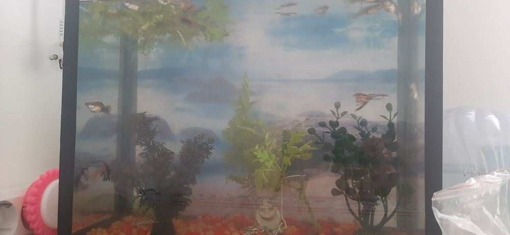 Рыбы разные продаётся