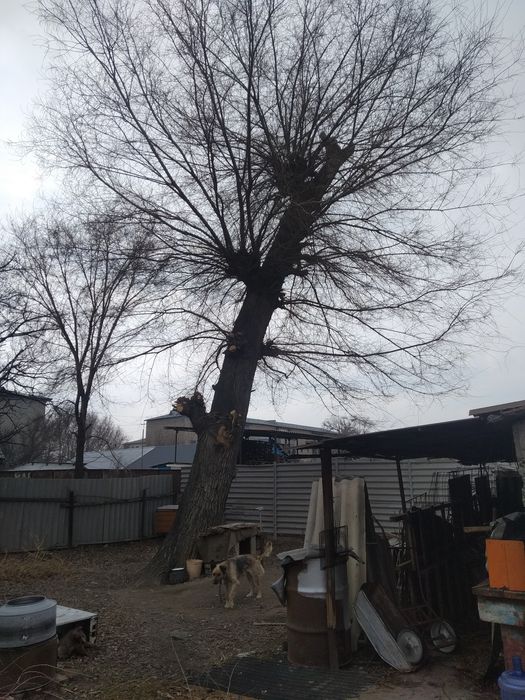 Большое дерево карагач