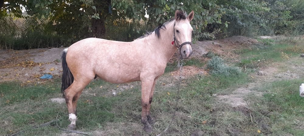 Саман зоттор 2,5 ёшда