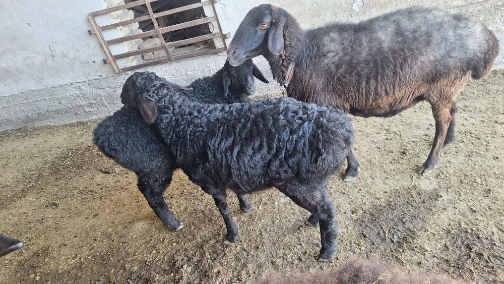 3 oylik quzi qucqorlar