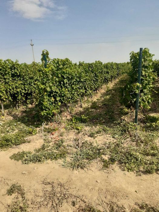 Vand 4,64 ha teren viticol cu plantatie de vita-de-vie – Carligele, Podgoria Cotesti, Vrancea