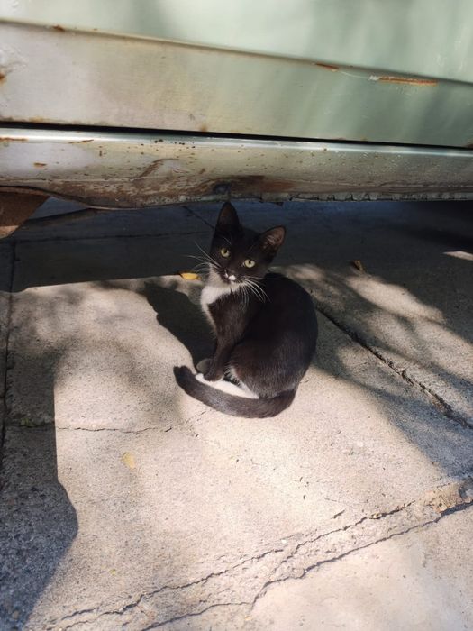 Котята беслпатно