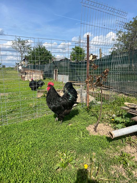 Cocosi australorp negru