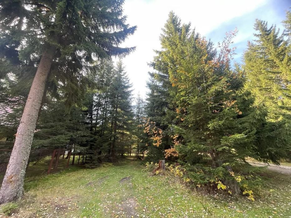 Teren Baisoara/Buscat