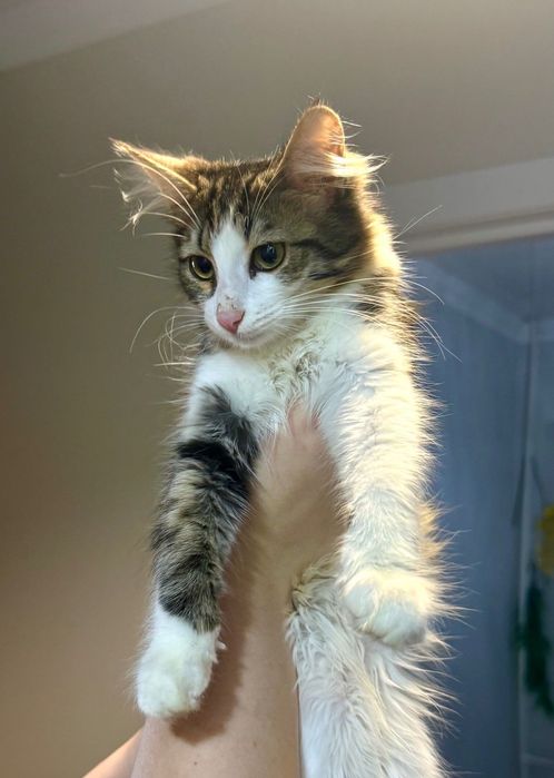 Котенок срочно ищет дом!