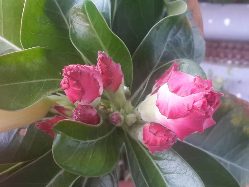 Адениум смесь махровых детки