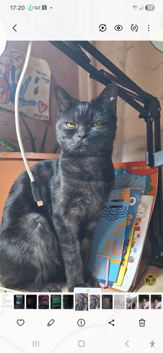 Отдам кошечку в добрые руки