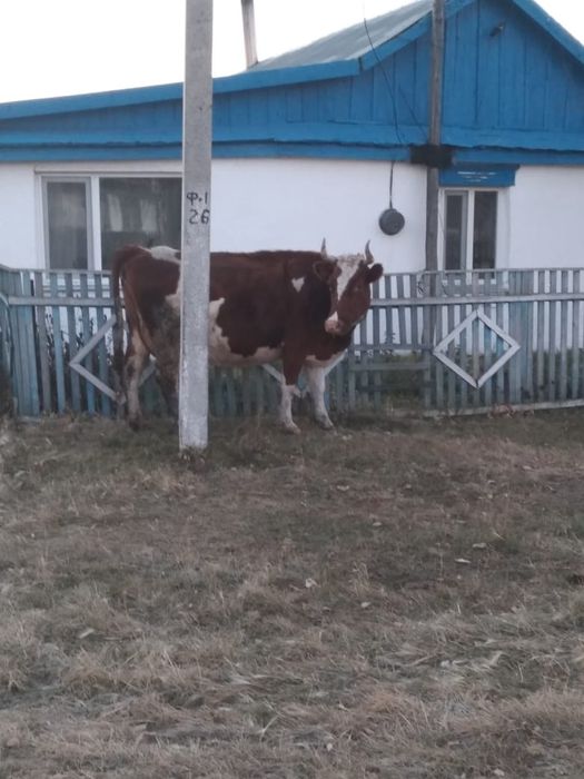 Продаётся корова