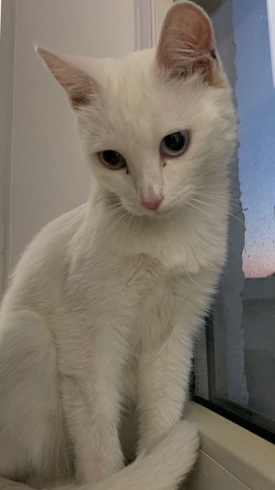 Игуро ищет свой дом