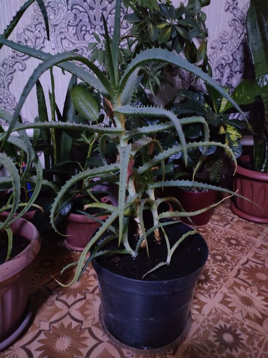 Алоэ. На лечение.  Доставка