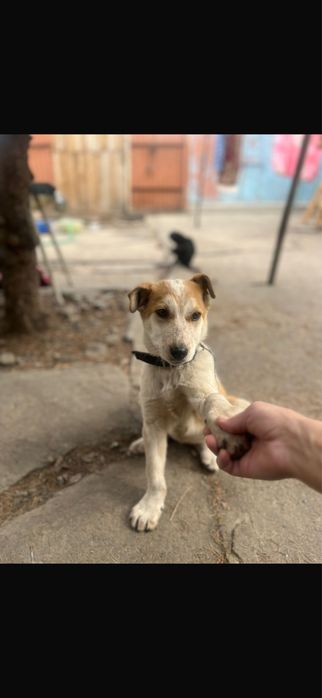 Отдам в добрые ручки