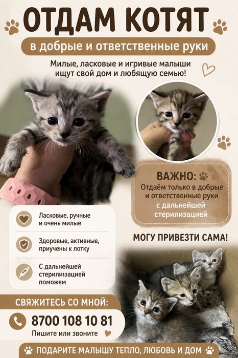Котята в добрые руки