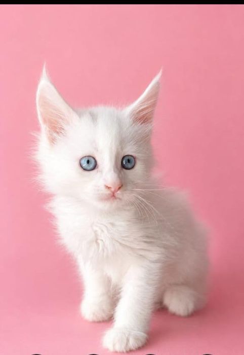 Котята Мейн-куны