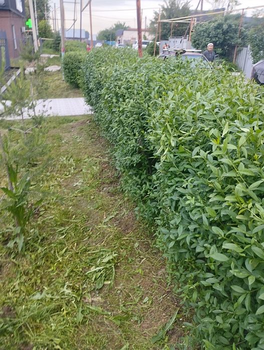 Обрезка живой изгороди