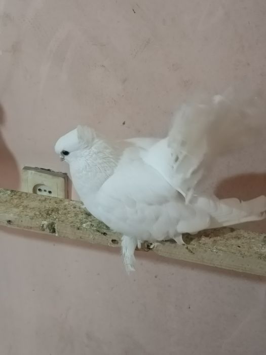 Продаются голуби