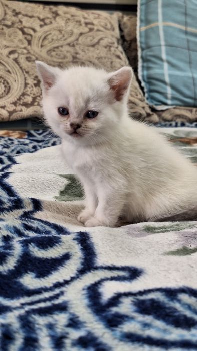 Белый шотландский котенок