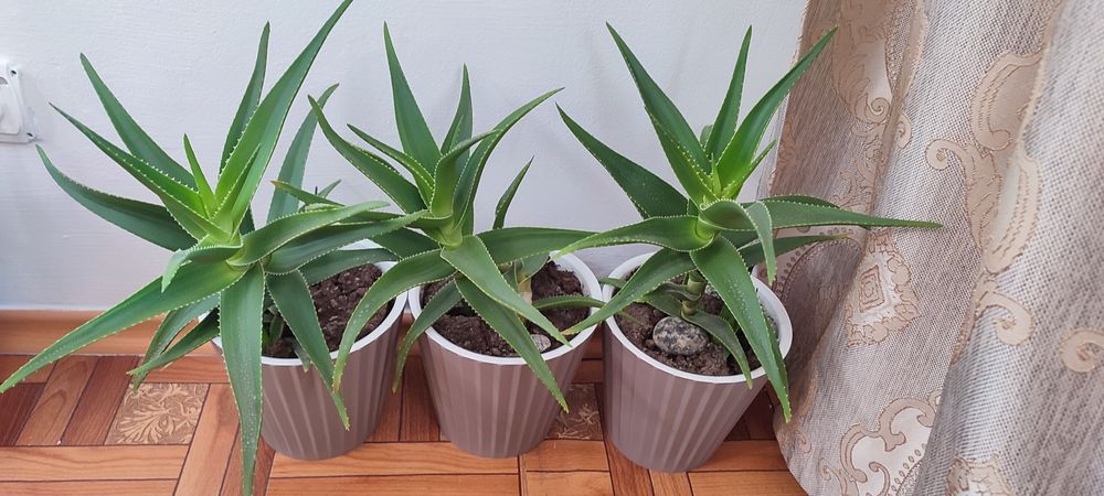 Цветы, комнатные растения.