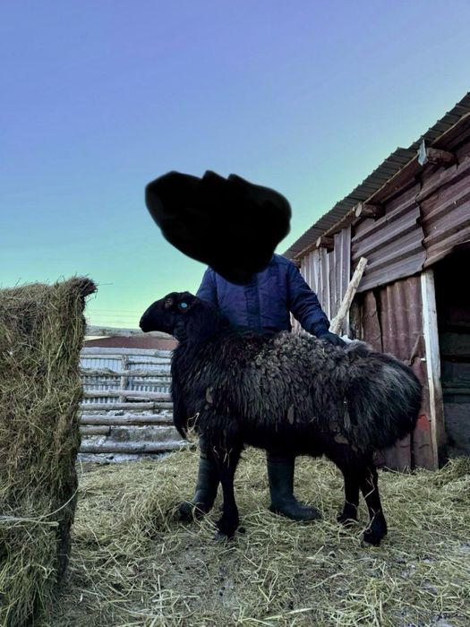 Продам кошкара производителя