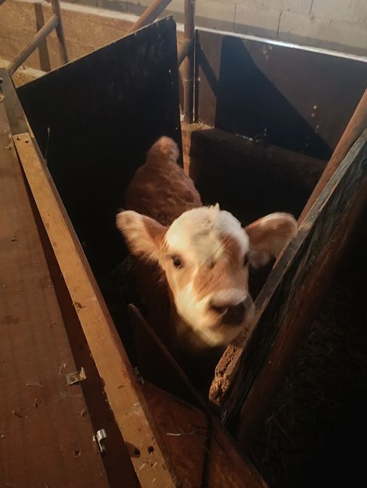 Телята 3 недельные