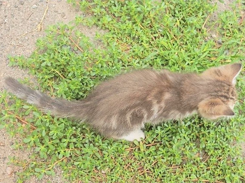 Отдам котят, мальчики