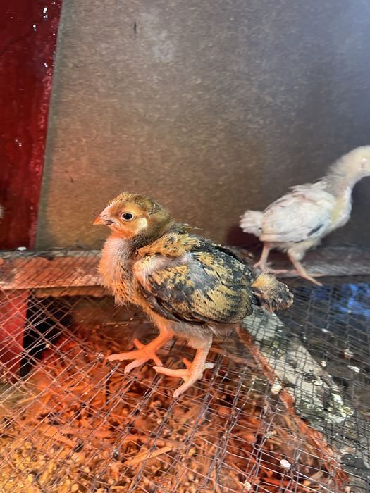 Кучинский цыплята парода