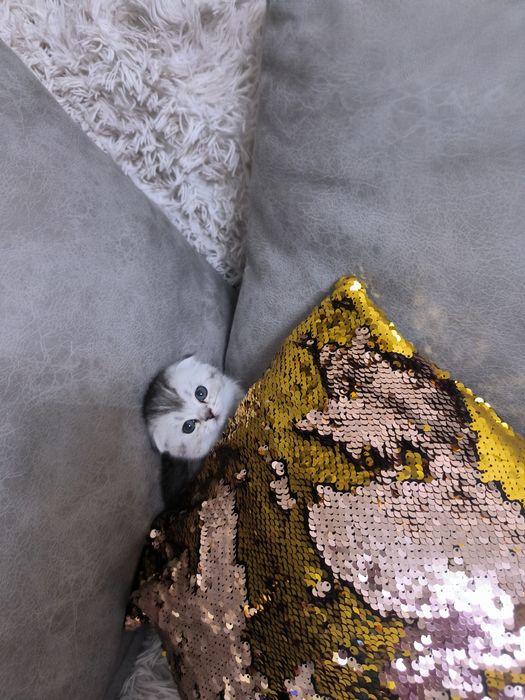 Котята от правильной вязки