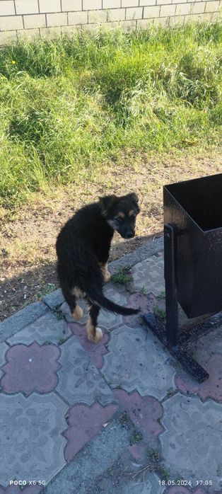 Отдам в хорошие ручки!!!