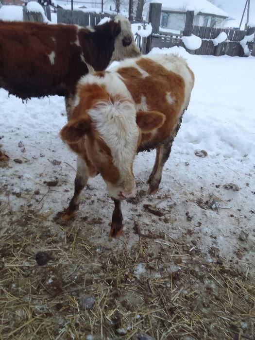 Продам тёлку 7 месяцев