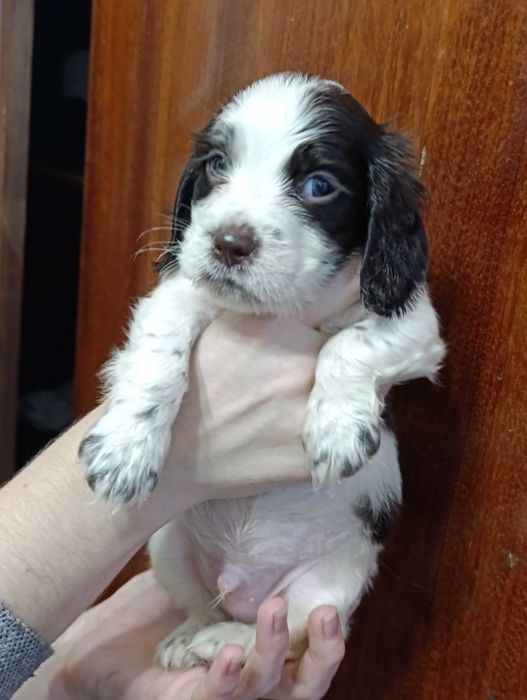 Продаются щенки спаниеля