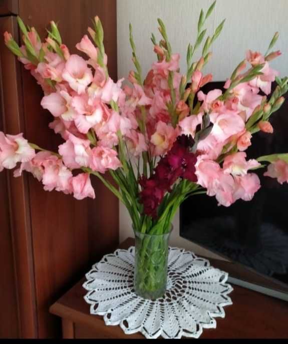 Луковицы гладиолусов