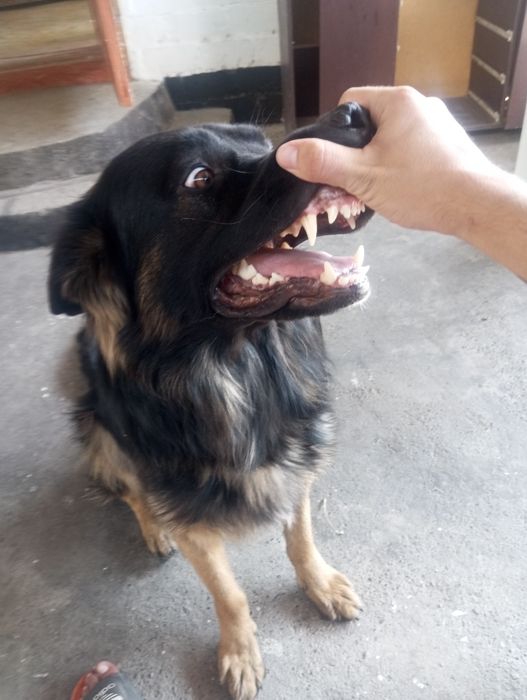 Вязка кобель повелитель сучек