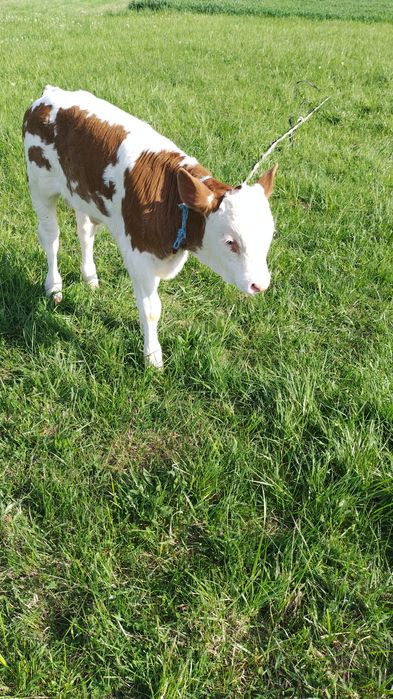 Vând vițel de o luna