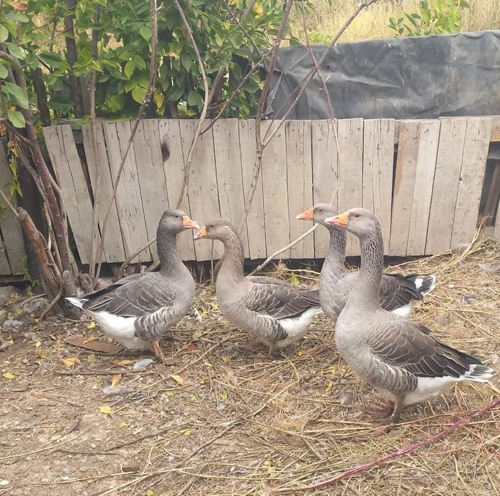 Үйрек секс үйрек