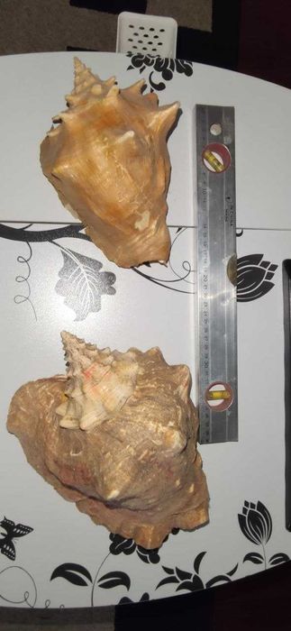 Ракушки Большие очень красивые отличное украшение аквариума или декора