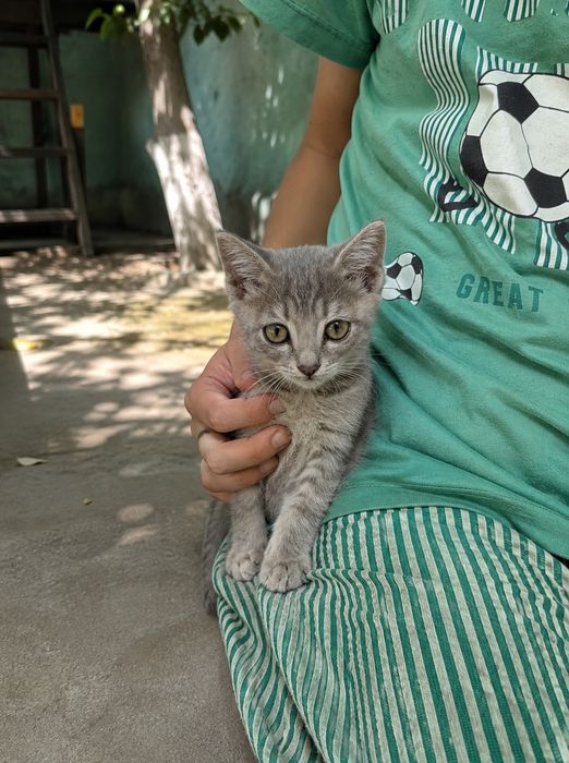Отдам котёнка в хорошие руки, около двух месяцев, нам ее подкинули, по