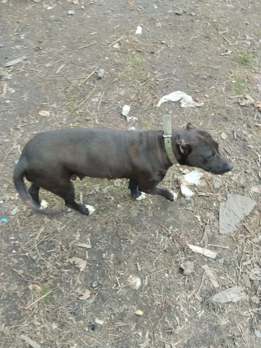 Отдаю даром два питьуля мальчик и девочка мальчик с документами .