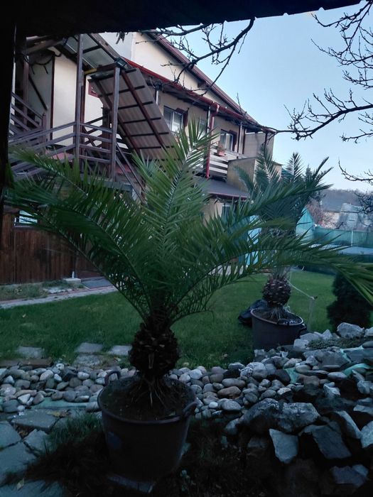 Palmier 3 m  in ghiveci, 2 bucati