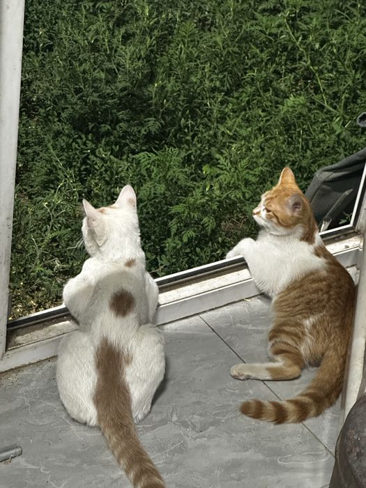 отдам котят в добрые, хорошие руки