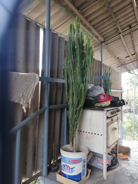 Продам два молочая