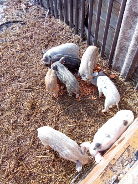 Поросята! Продам!